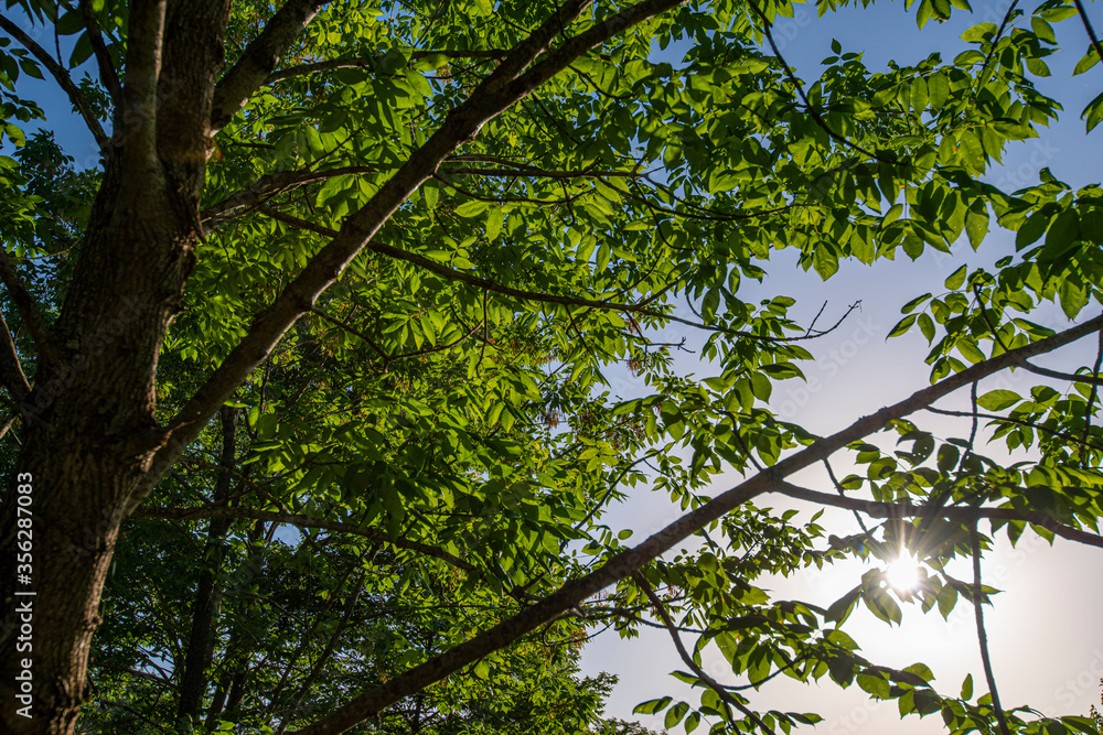 sunset highlighting green leaves on a tree in the shadows, sunset highlighting green leaves on a tree in the shadows,