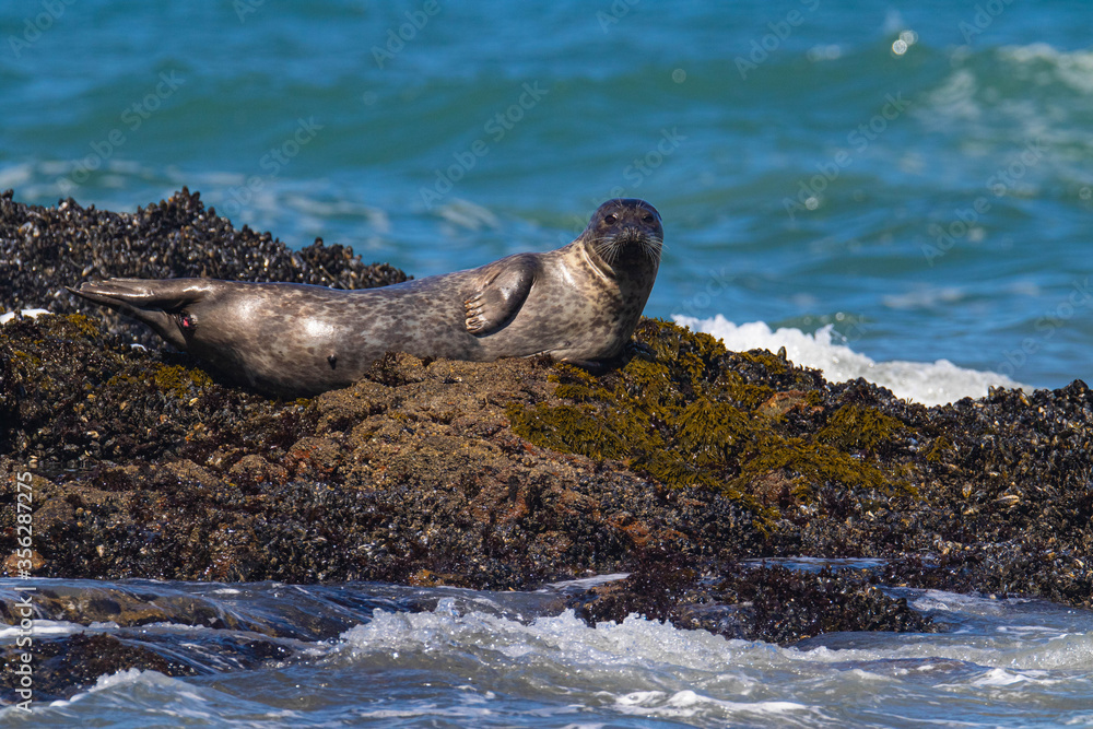 Obraz premium Harbor Seals