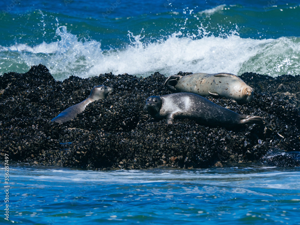 Naklejka premium Harbor Seals
