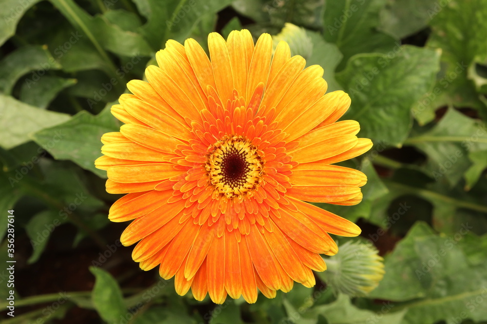 orange dahlia flower orange dahlia flower