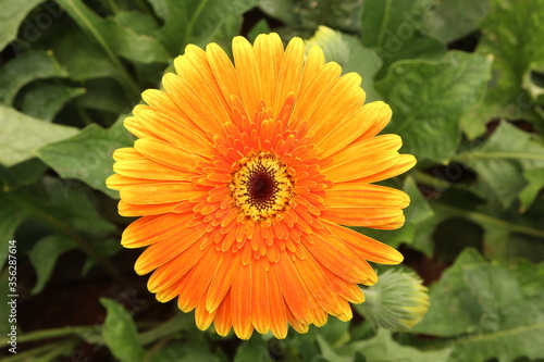 orange dahlia flower