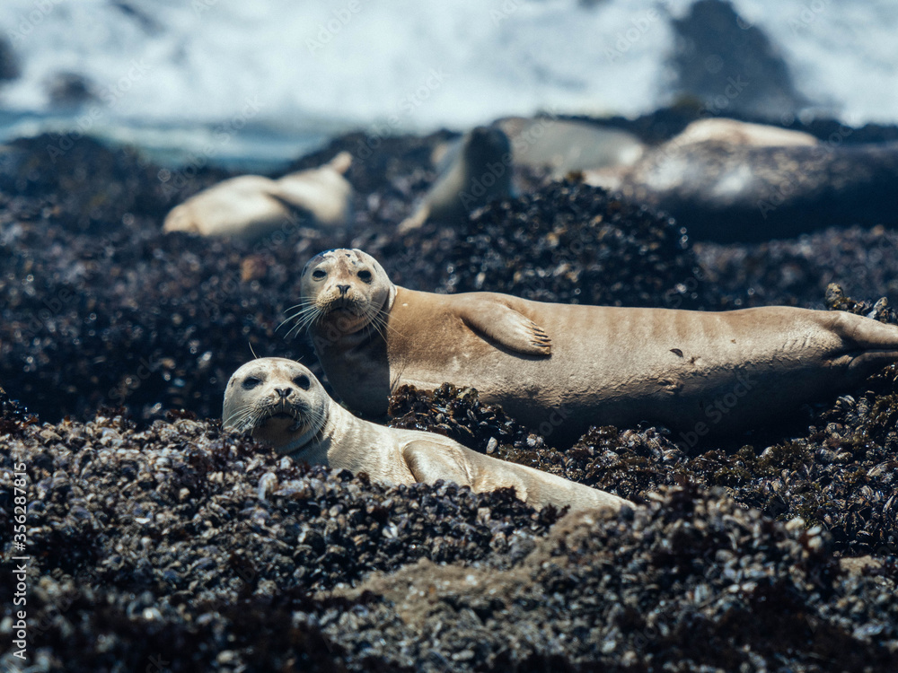 Naklejka premium Harbor Seals