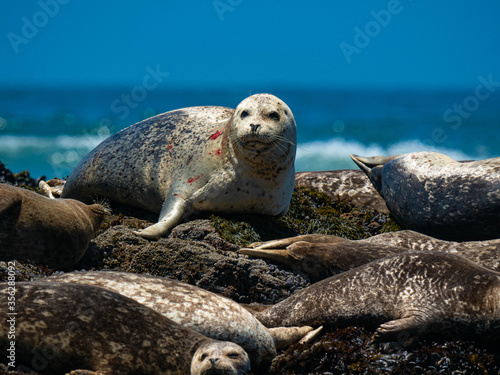 Harbor Seals © Anchor