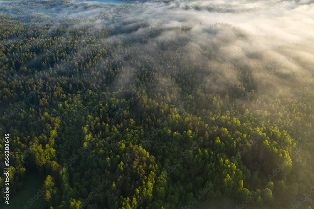 Nature landscape. Fabulous aerial view above misty forest. Scenery of  beautiful sunrise above forest.