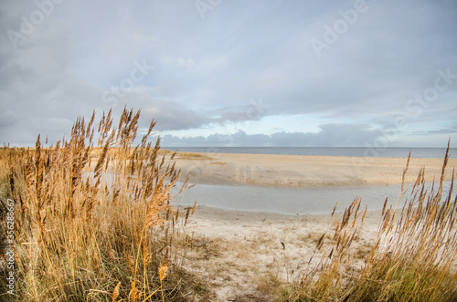 Fototapeta Naklejka Na Ścianę i Meble -   Sandy beach with yellow tall grass bushes near the sea in Germany. Cloudy cool day and gray cloudy sky. Holidays by the sea in the cold season