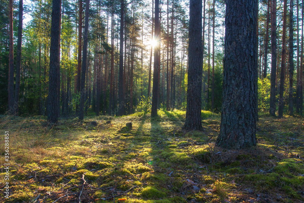 Obraz premium Sunny beautiful background. Sunset in forest. Lights through trees leafs
