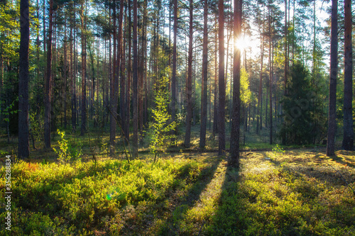 Scenic background. Summer sunny day in forest. Sunbeams shining through trees trunks.