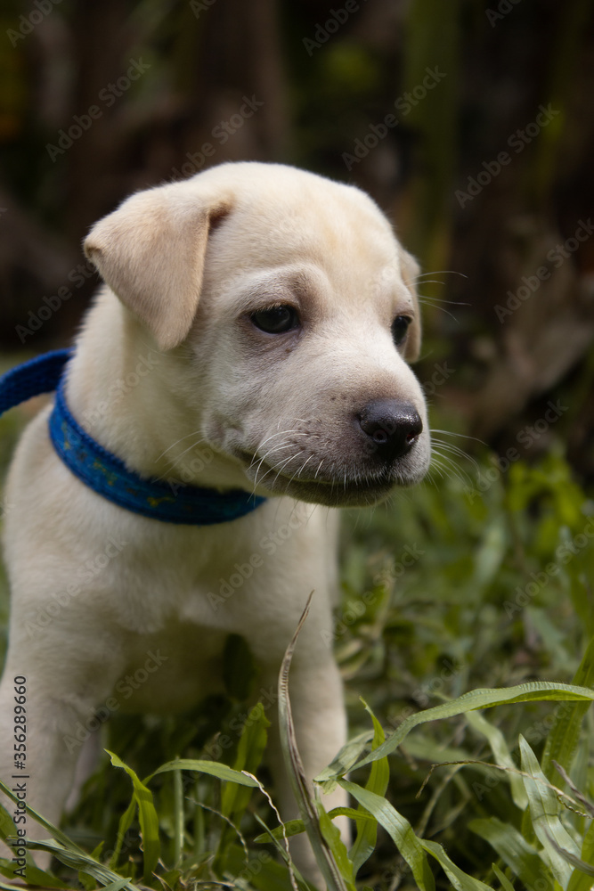 Labrador Retriever Puppy