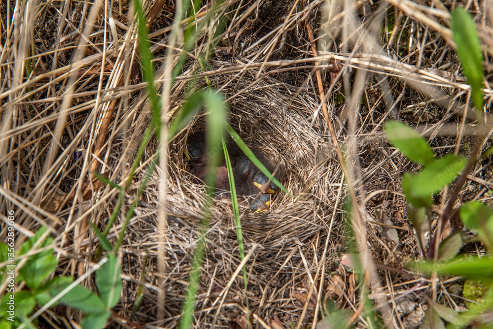 An adorable birds nest with tiny, newly hatched baby birds in stick nest. Taken in the spring time. An adorable birds nest with tiny, newly hatched baby birds in stick nest. Taken in the spring time.