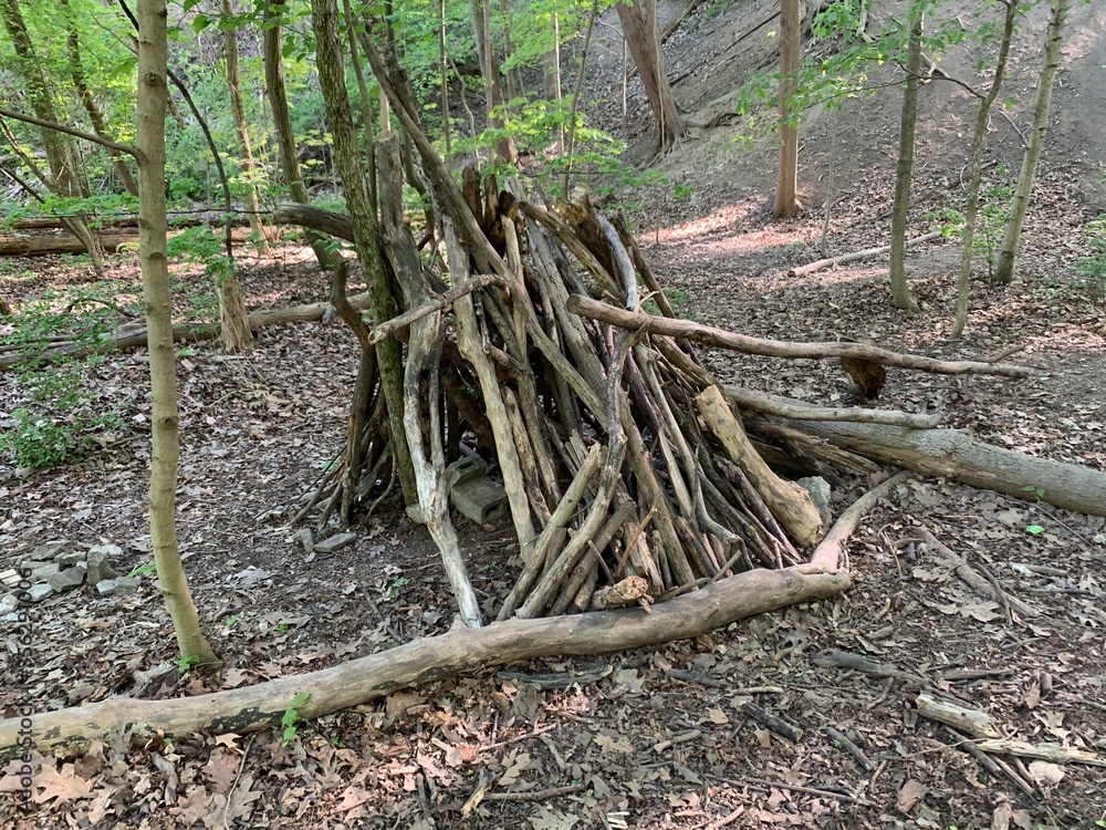 tree structure in the forest tree structure in the forest
