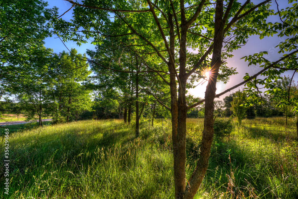 Fototapeta premium sunburst shining through the trees along a barbed wire fence line on a late spring afternoon, wild grasses dancing gracefully in the breese between light and shadow, blue sky background 