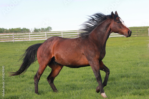 Thoroughbred horses running in field 