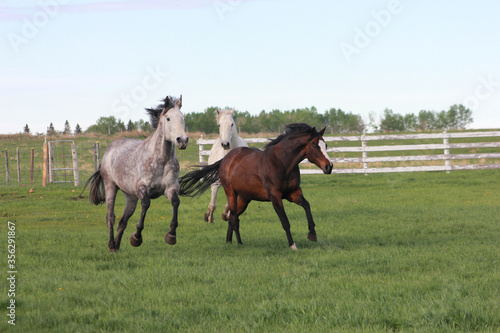 Thoroughbred horses running in field 