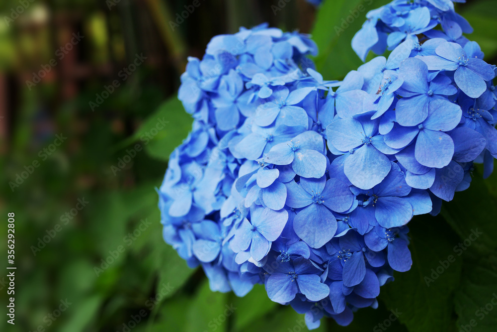 青い花の紫陽花 青い花の紫陽花