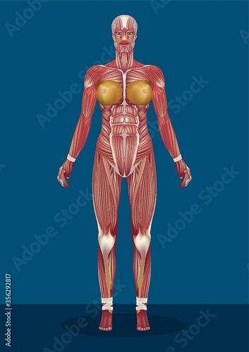 female human body muscles photo