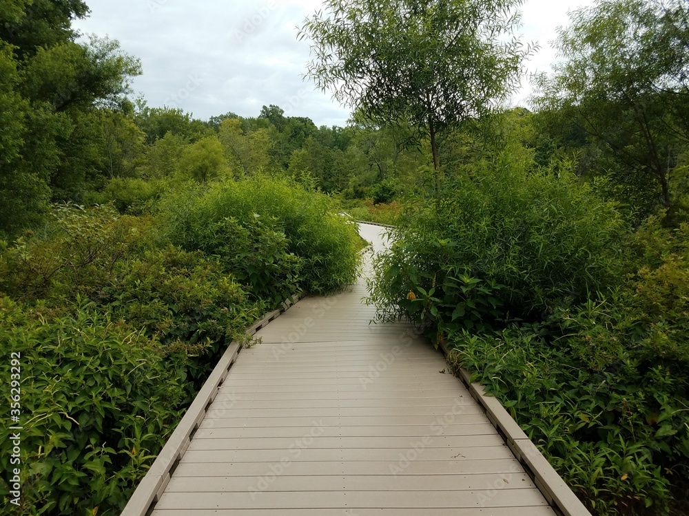 wood boardwalk with trees and green plants