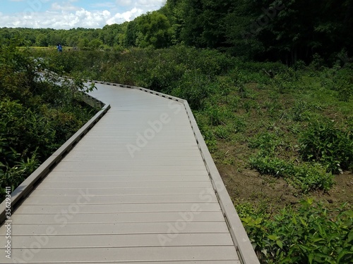 boardwalk or path in a swamp or wetland area