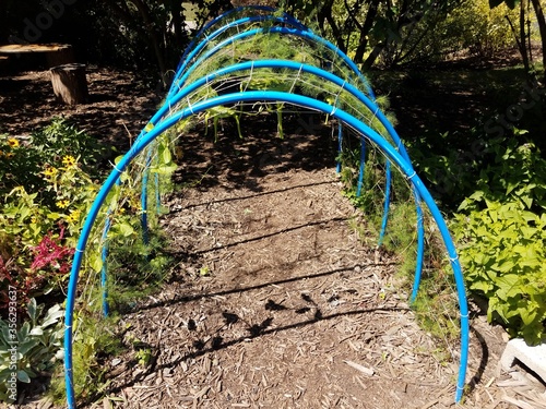 blue lattice tunnel with netting and plants and mulch path in garden