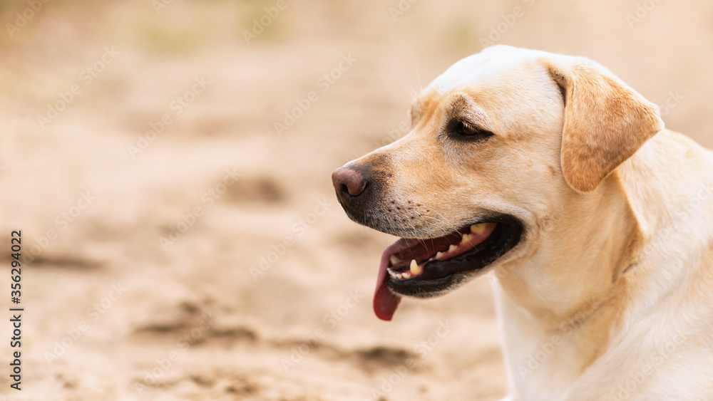Labrador retriever dog looking away, having walk Labrador retriever dog looking away, having walk