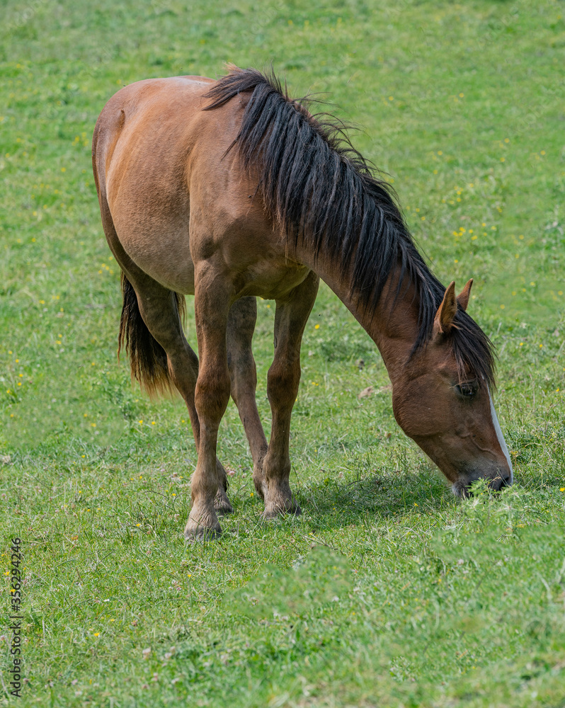 Fototapeta premium Cavallo al pascolo