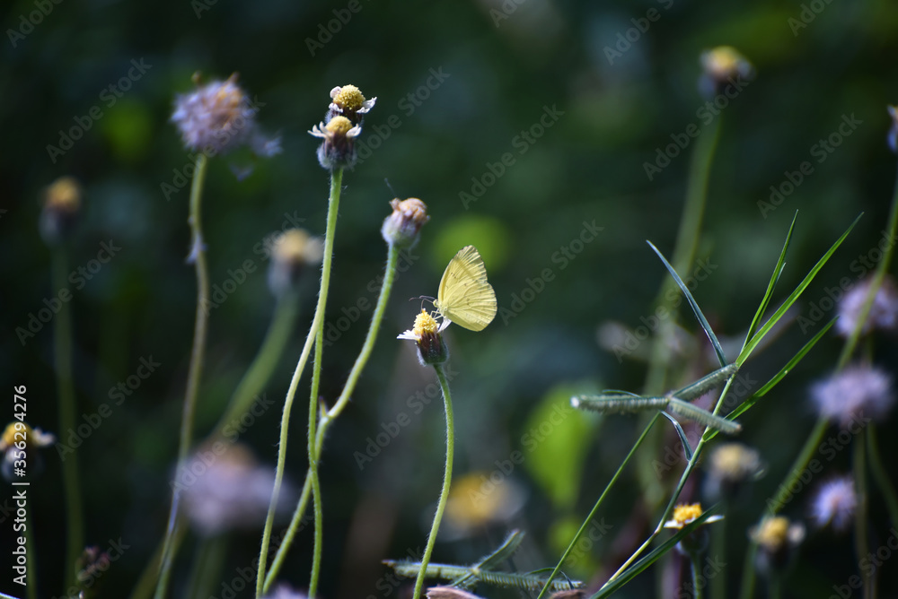 butterfly on flower butterfly on flower