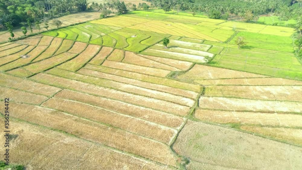 Aerial view of green rice plantation field, Palawan, Philippines. Aerial view of green rice plantation field, Palawan, Philippines.