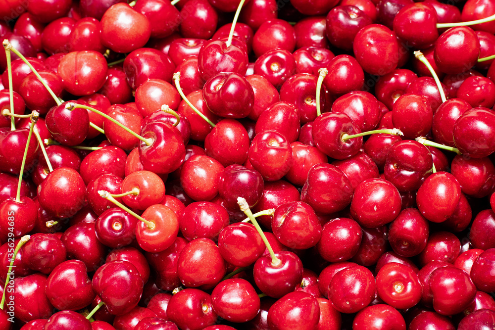 Close up of pile of organic cherries freshly harvested in a South San Francisco Bay Area orchard, California Close up of pile of organic cherries freshly harvested in a South San Francisco Bay Area orchard, California