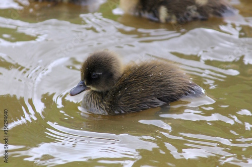 Tiny ducklings going for their first ever swim. photo