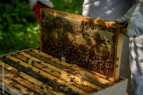 Bee Keeping