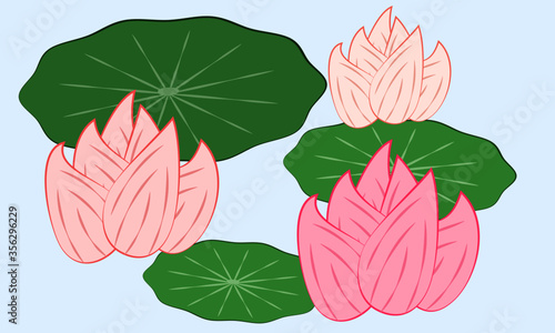 蓮の花