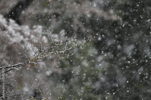 厳しい春 雪 桜