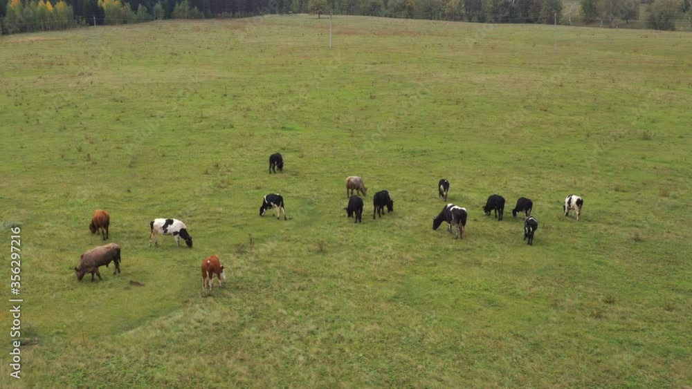Taken from a drone, as cows graze in a field. Russia, Bashkortostan Taken from a drone, as cows graze in a field. Russia, Bashkortostan