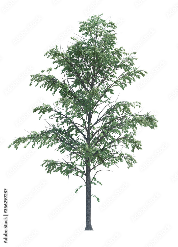 Nature object tree isolated  white  background