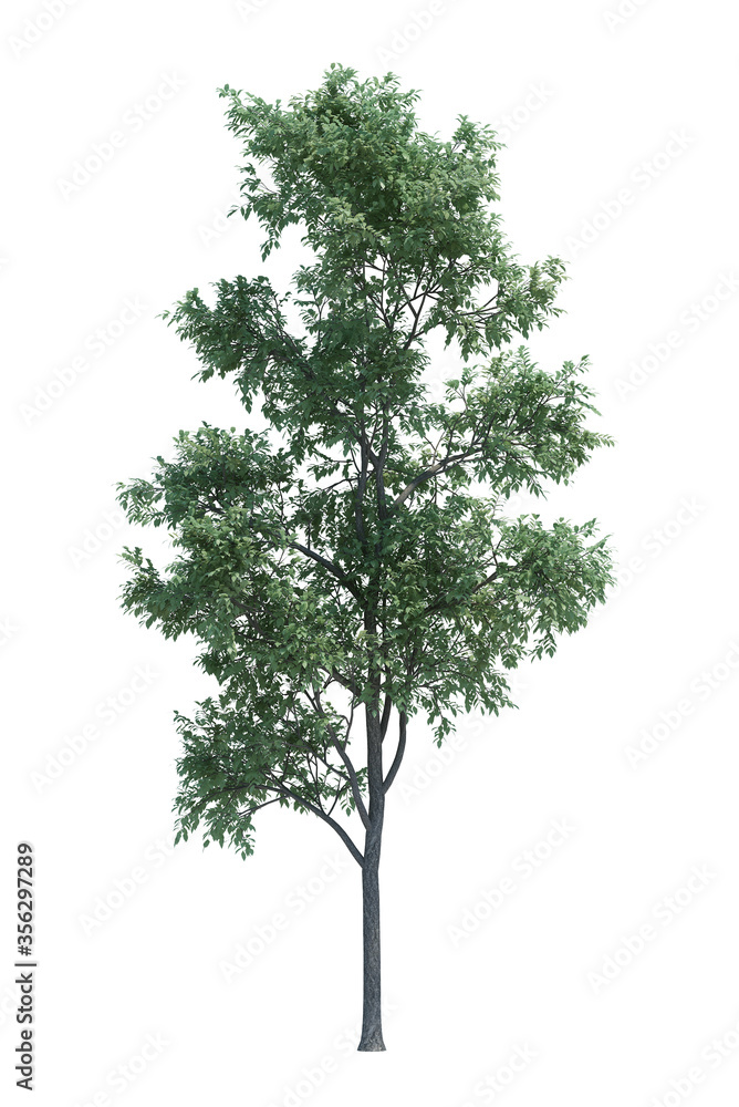 Nature object tree isolated white background Nature object tree isolated white background