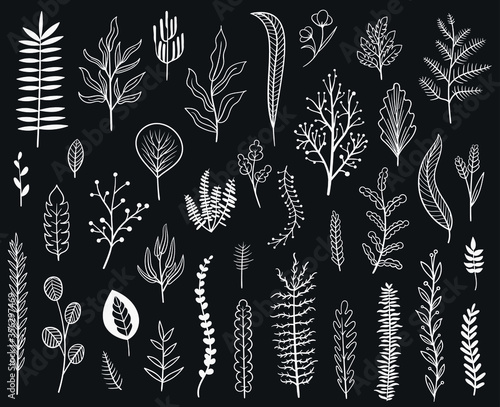 set collection plants leaves hand drawn vector