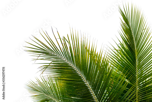 coconut palm leaf isolated on white with clipping path for object and retouch design. © jakkapan