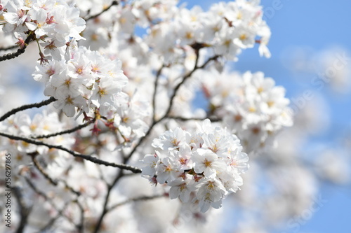 満開の桜の花 © araho