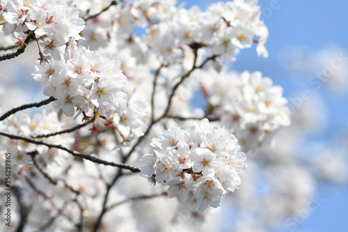 満開の桜の花