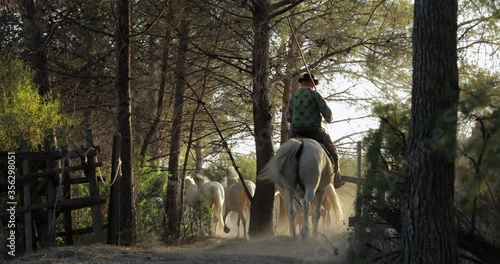 Tilt up shot of wranglers herding white remuda amidst trees - Camargue, France photo