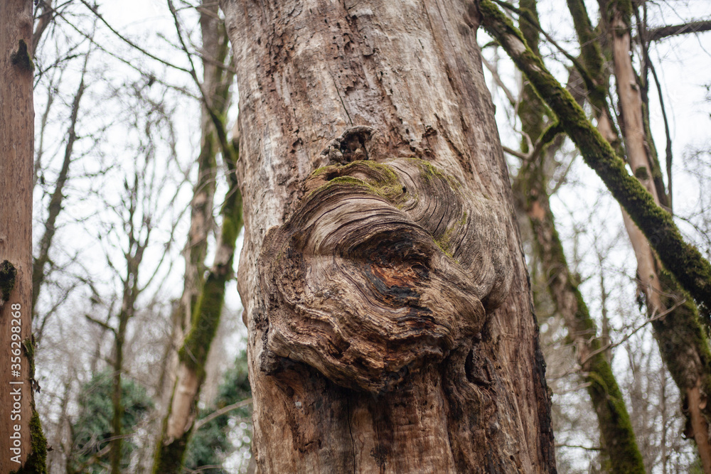 Wood texture. Beautiful wood pattern. Wood texture. Beautiful wood pattern.