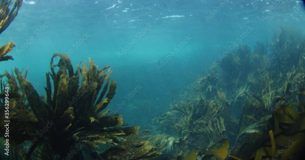 Moving through seaweed under the sea. Moving through seaweed under the sea.