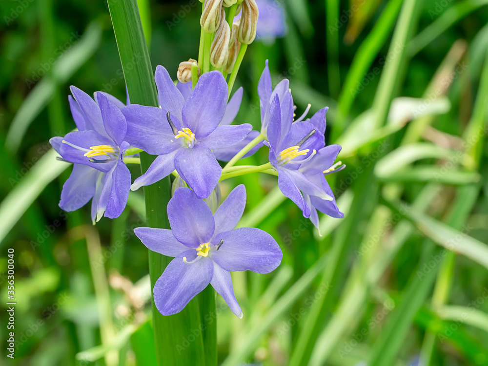 Close up violet flower