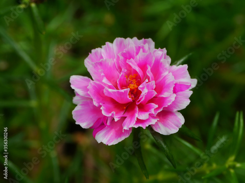 Close up Portulaca flower.