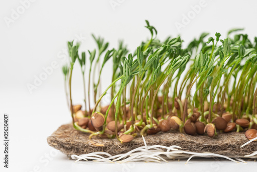 Young and fresh micro green sprouts isolated on white.