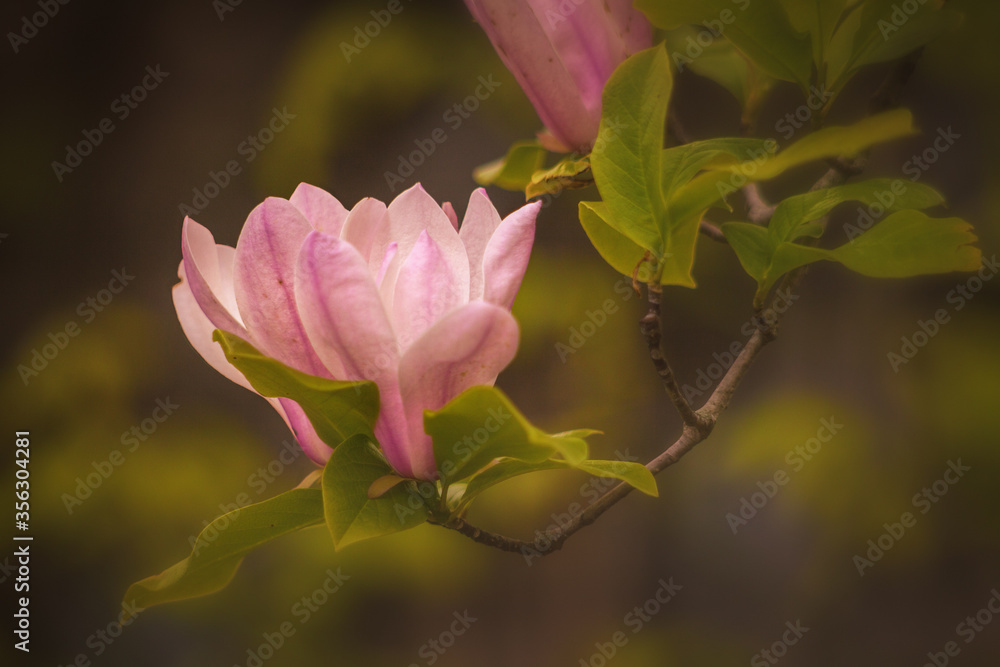 Delicate magnolia flower at springtime Delicate magnolia flower at springtime