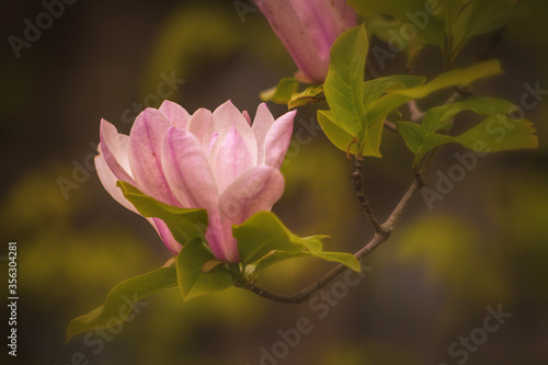 Delicate magnolia flower at springtime