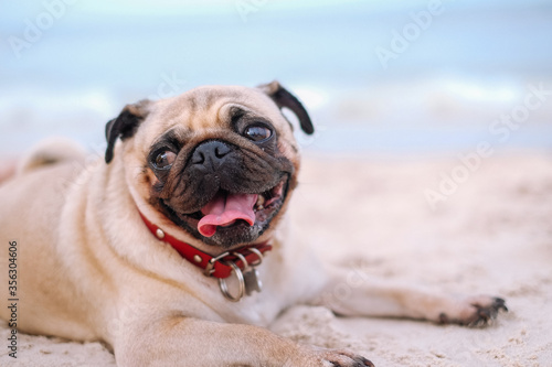 dog on the beach © PotPixel
