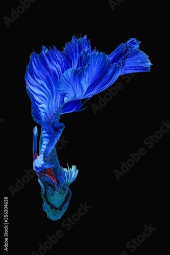 Close up art movement of Blue colour betta fish, Siamese fighting fish isolated on black background