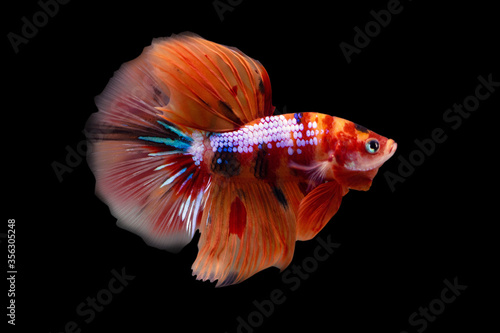 Betta Koi Nemo Candy Halfmoon HM Male or Plakat Fighting Fish Splendens  on Black Background