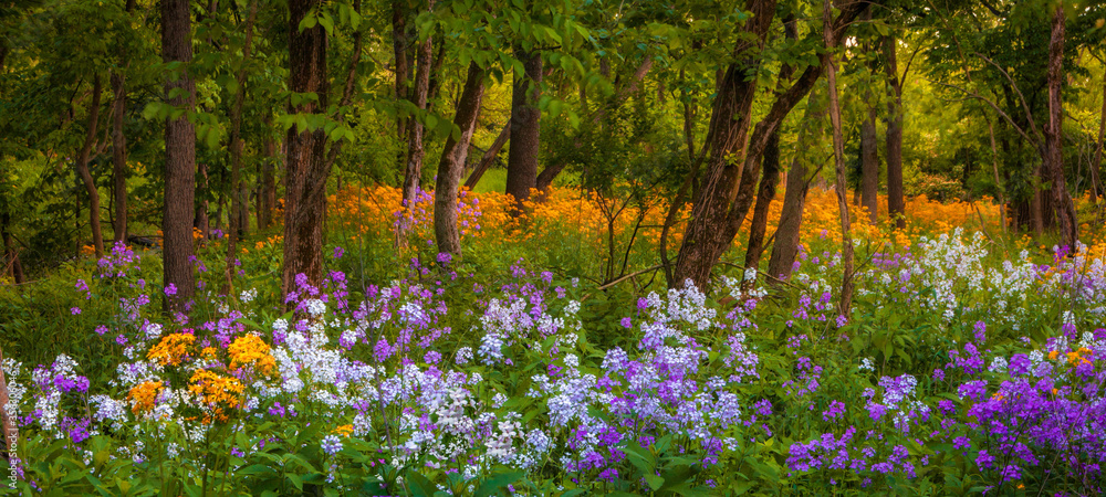 Fototapeta premium Springtime scene in the woods